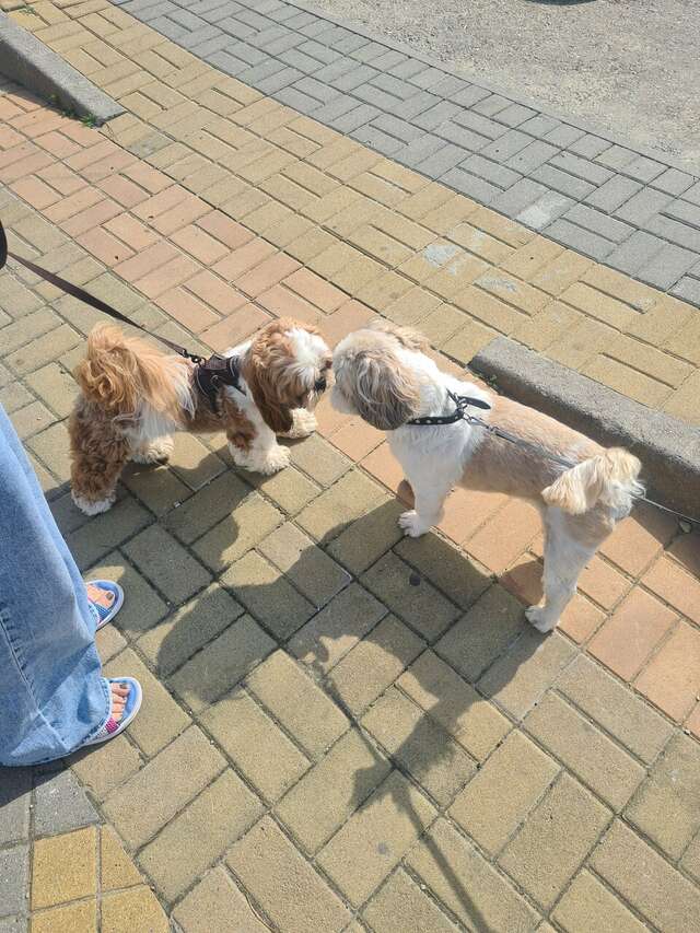 Гостиница Корона Джубга-245